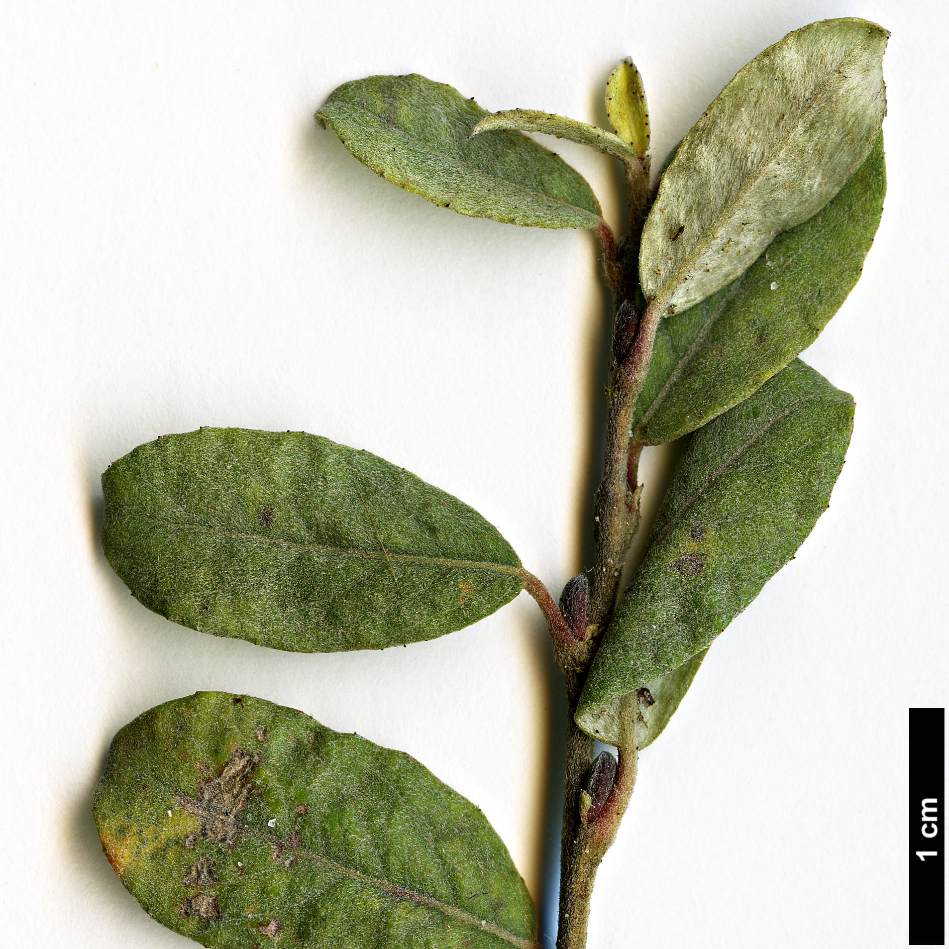 High resolution image: Family: Salicaceae - Genus: Salix - Taxon: arenaria